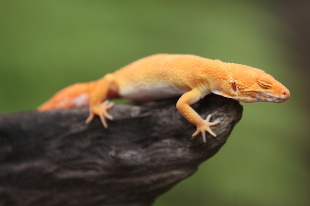 El gecko leopardo o gecko leopardo común es un lagarto terrestre