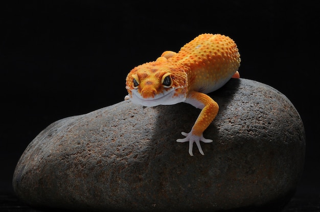 gecko leopardo en una piedra