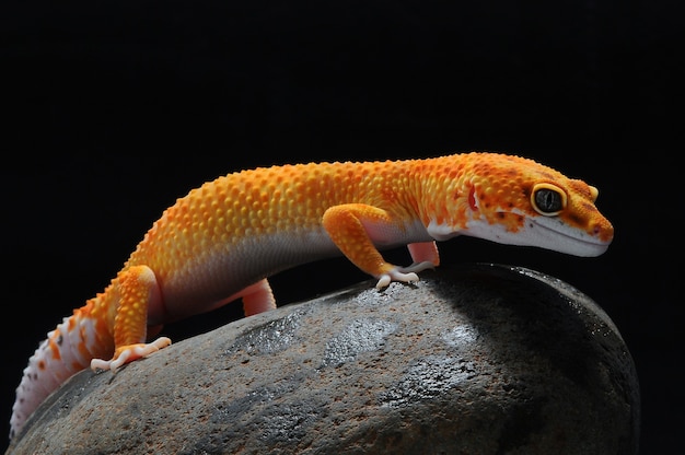 gecko leopardo en una piedra