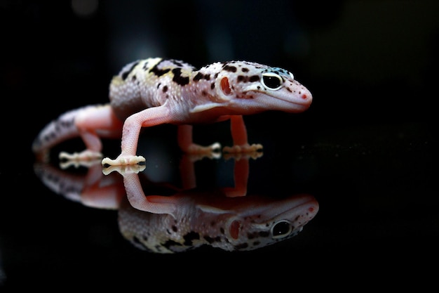 Gecko leopardo polkadot branco no fundo preto com reflexão