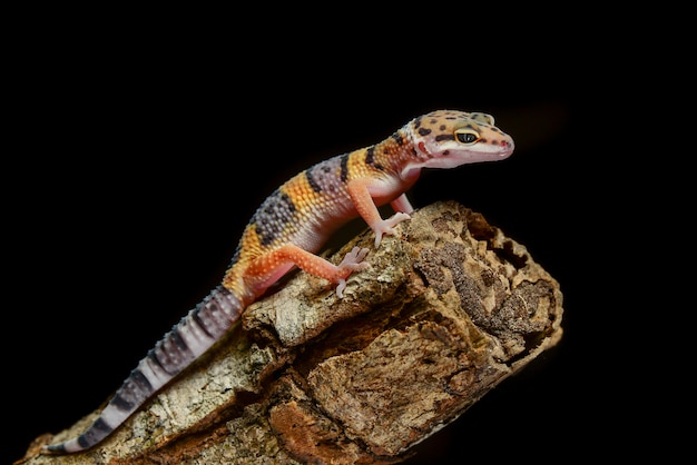 Gecko leopardo en un primer plano de rama