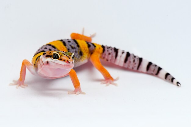 Gecko leopardo sobre fondo blanco.