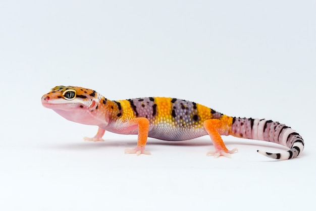 Gecko leopardo sobre fondo blanco.