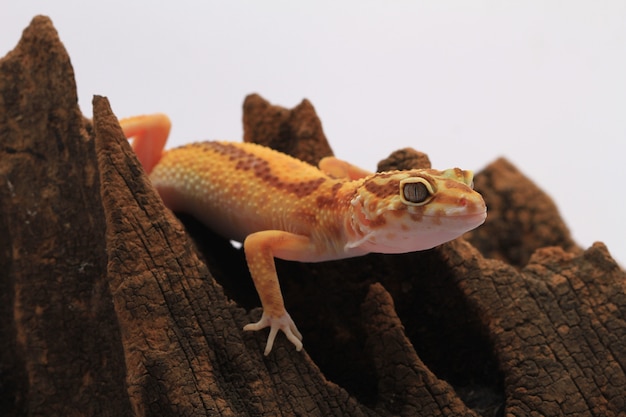 Gecko leopardo sobre fondo blanco