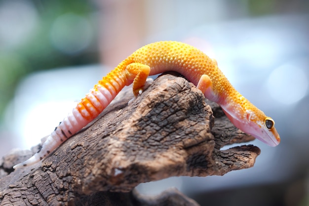 Gecko leopardo sobre fondo natural