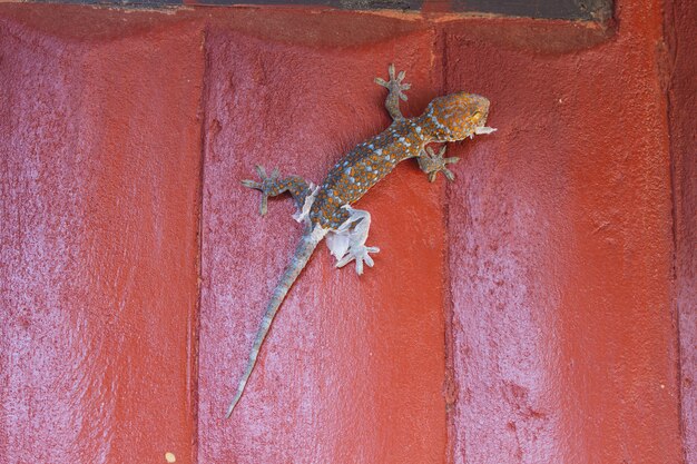 Foto gecko mausert die alte haut ab