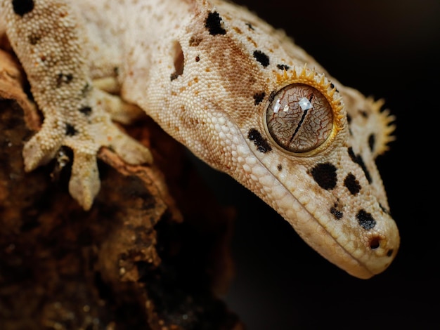 Un gecko con un ojo grande y un ojo grande.