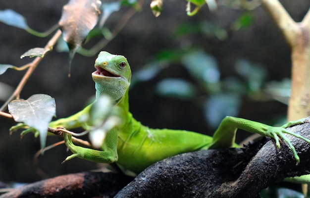 Gecko en una rama mira a la cámara en el zoológico