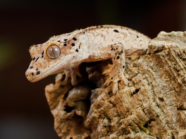 Un gecko se sienta en un tronco con los ojos abiertos.