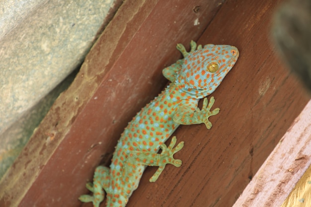 Gecko de Tailandia en la pared