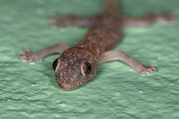 Gecko tropical de la casa