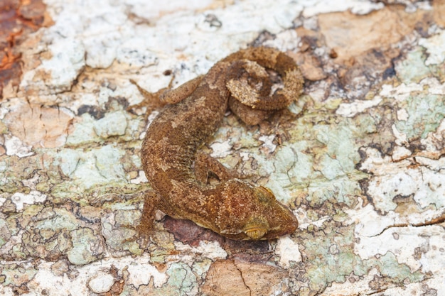 Gecko de Ulber en el bosque tropical