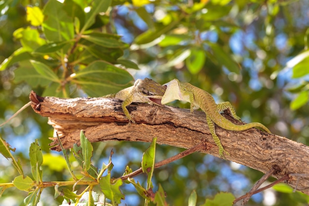 Gecko verde salvaje agradable en la isla de Cayo Blanco en Cuba