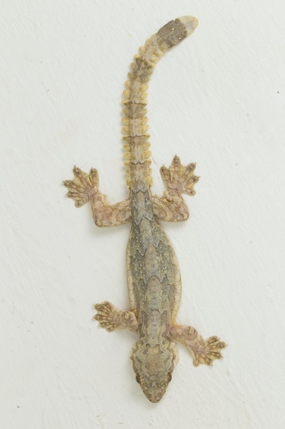 Foto gecko voador comum de kuhl gecko ptychozoon kuhli isolado no fundo branco.