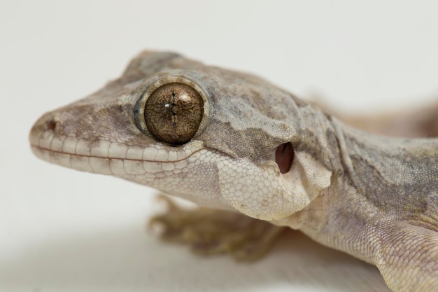 Foto gecko voador comum de kuhl gecko ptychozoon kuhli isolado no fundo branco.