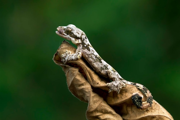 Gecko volador bebé en hojas Camuflaje de gecko volador en hojas