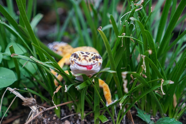 Los geckos leopardo son compañeros increíbles para que los cuidadores tengan una mascota única. Son muy fáciles de cuidar.