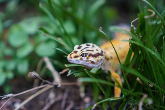 Los geckos leopardo son compañeros increíbles para que los cuidadores tengan una mascota única. Son muy fáciles de cuidar.