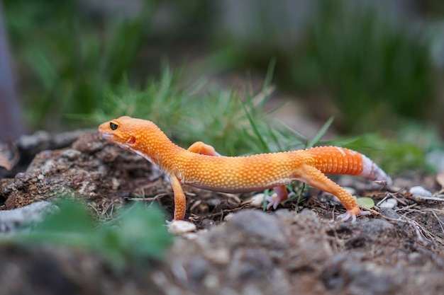 Los geckos leopardo son compañeros increíbles para que los cuidadores tengan una mascota única. Son muy fáciles de cuidar.