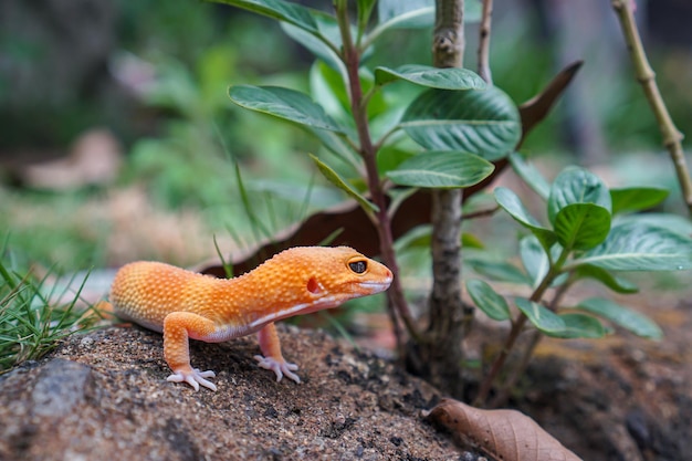 Los geckos leopardo son compañeros increíbles para que los cuidadores tengan una mascota única. Son muy fáciles de cuidar.