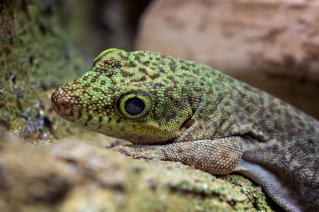 Geco diurno de pie Phelsuma standingi