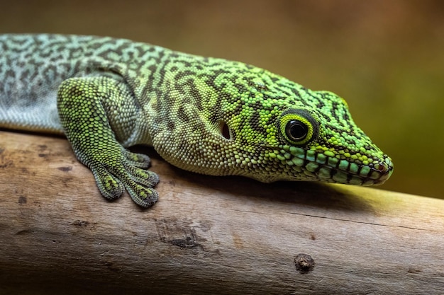 Geco diurno de pie Phelsuma standingi