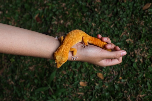 Geco leopardo amarillo en la mano contra la hierba verde