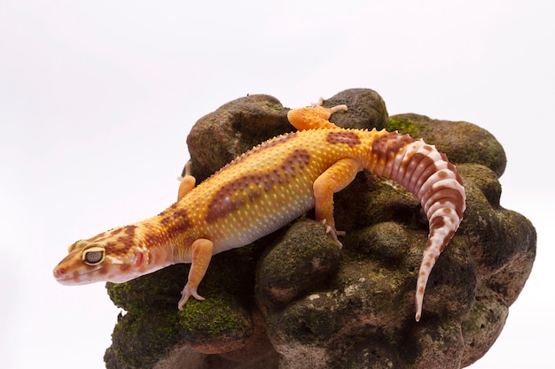 Geco-leopardo em fundo branco