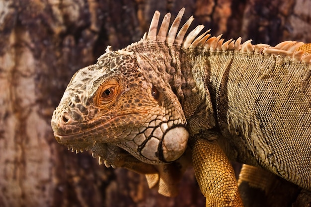 Geen Iguana: vollständige Klassifizierung Iguana Iguana - Reptilia - Squamata - Saura