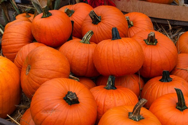 Foto geernte herbsternte von orangen kürbissen vor halloween