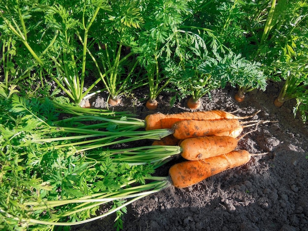 Geerntete Karotten auf dem Boden im Garten