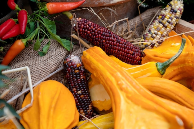 Geerntete orangefarbene Kürbisse und bunte Maiskolben hautnah