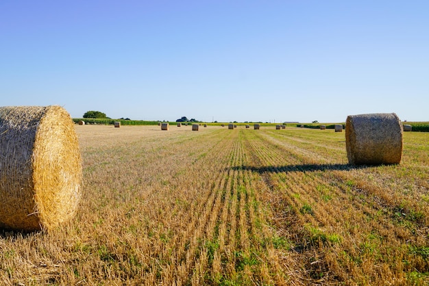 Geerntete Strohballen auf dem Feld am Sommertag auf Ackerland