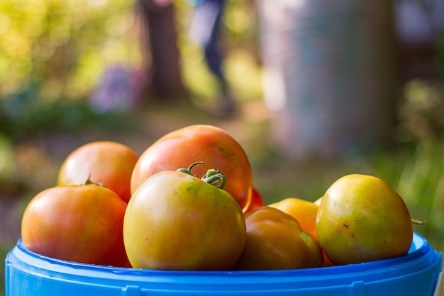 Geerntete Tomatenernte