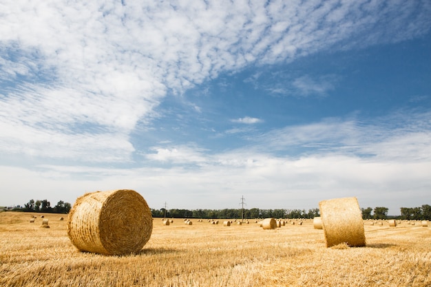 Geerntetes Feld mit Strohballen im Sommer