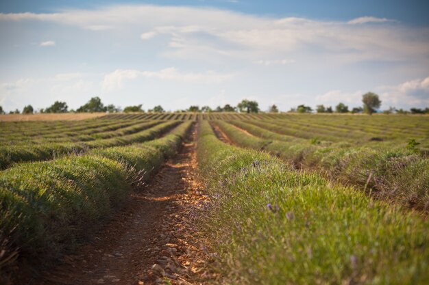 Geerntetes Lavendelfeld, Valensole, Provence, Frankreich. Selektiver Fokus