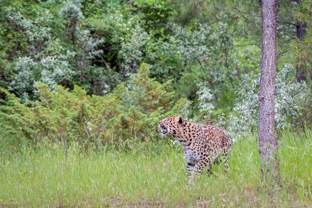 Gefährdeter Amur-Leopard, der durch langes Gras streift