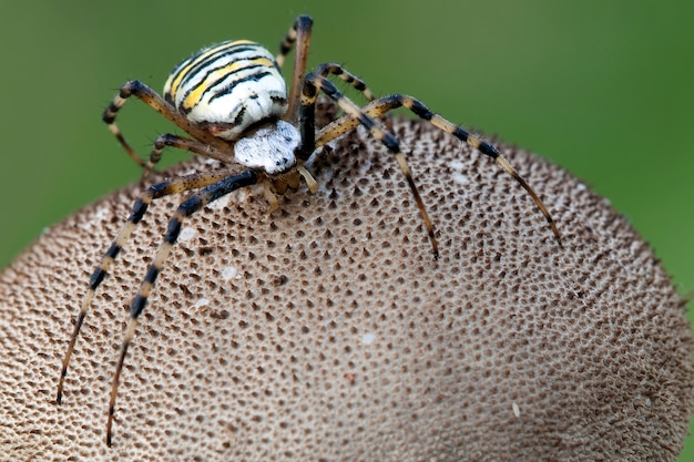 Gefährliche Wespenspinne auf dem Puffballpilz in grünem Hintergrund