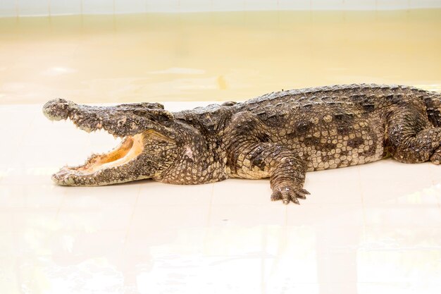 Foto gefährlicher krokodil mit offenem maul auf einer farm in phuket, thailand alligator in der wildnis
