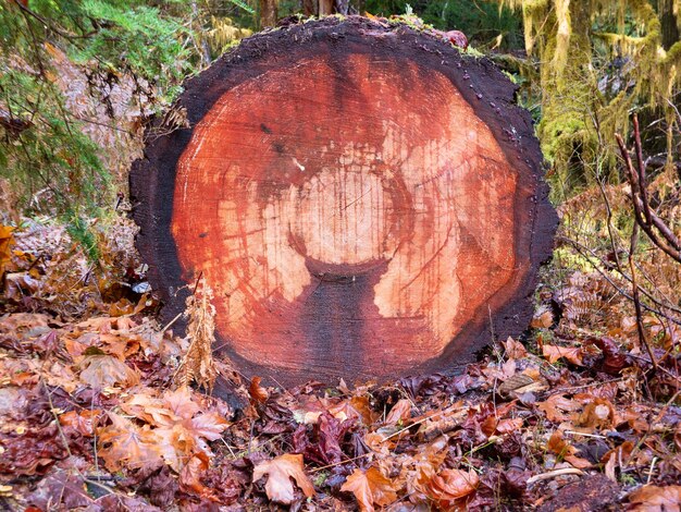 Foto gefällter baum in herbstblättern