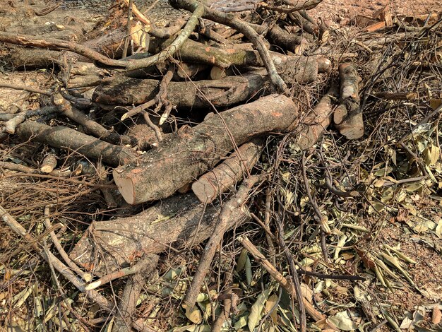 Gefälltes Holz im Wald