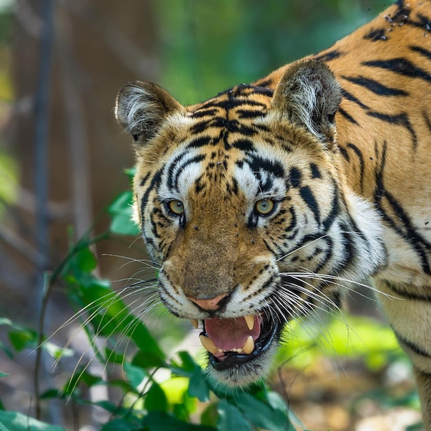 Gefahr für wilde Tiere Tiger Naturfotografie