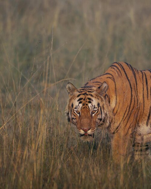 Gefahr für wilde Tiere Tiger Naturfotografie