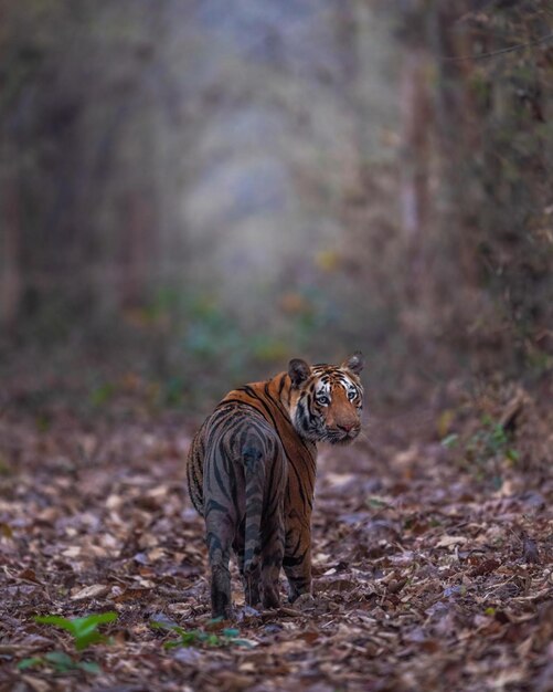 Gefahr für wilde Tiere Tiger Naturfotografie