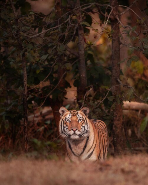 Gefahr für wilde Tiere Tiger Naturfotografie