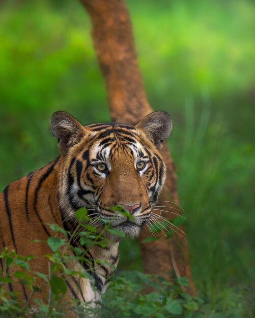 Gefahr für wilde Tiere Tiger Naturfotografie