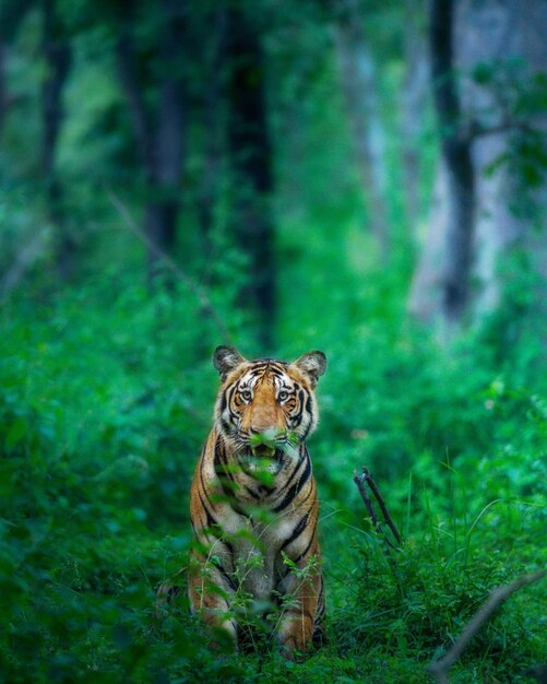 Foto gefahr für wilde tiere tiger naturfotografie