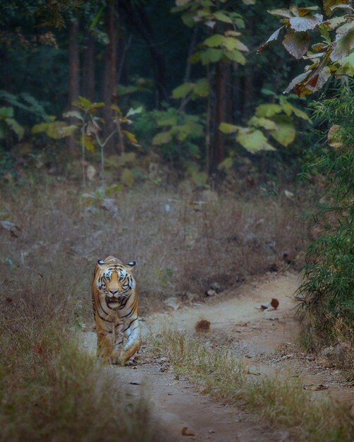 Gefahr für wilde Tiere Tiger Naturfotografie