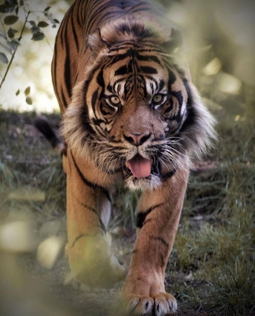 Foto gefahr für wilde tiere tiger naturfotografie