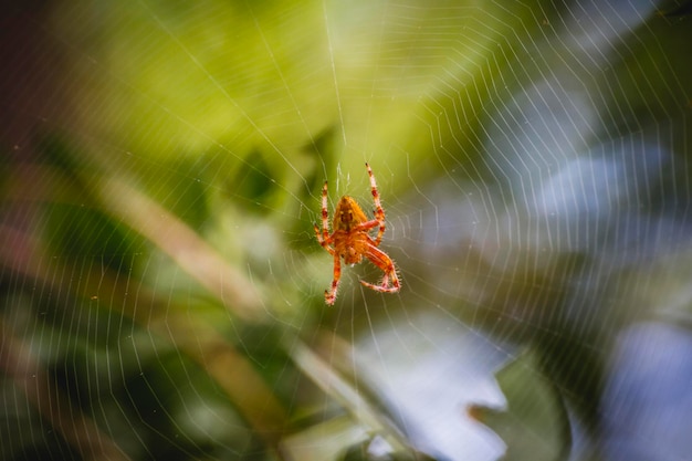 Gefahr, orangefarbene Spinne in der Mitte eines Spinnennetzes